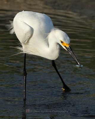 SNOWY EGRET