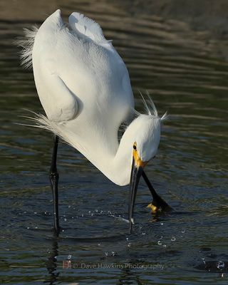 SNOWY EGRET