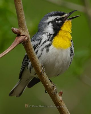 YELLOW-THROATED WARBLER