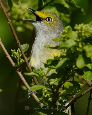 WHITE-EYED VIREO