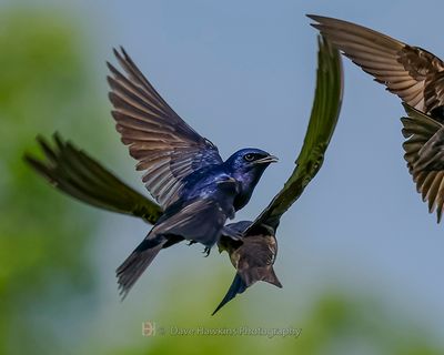 PURPLE MARTIN ♂