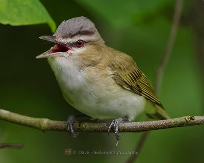 RED-EYED VIREO