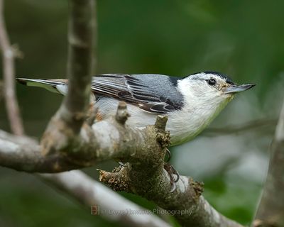 WHITE-BREASTED NUTHATCH