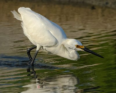 SNOWY EGRET