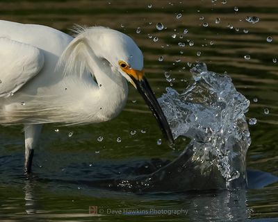 SNOWY EGRET