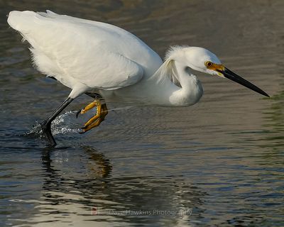 SNOWY EGRET