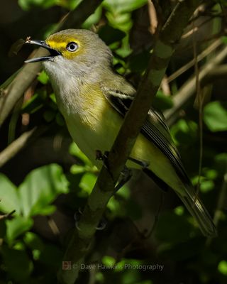 WHITE-EYED VIREO