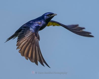 PURPLE MARTIN