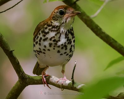 WOOD THRUSH