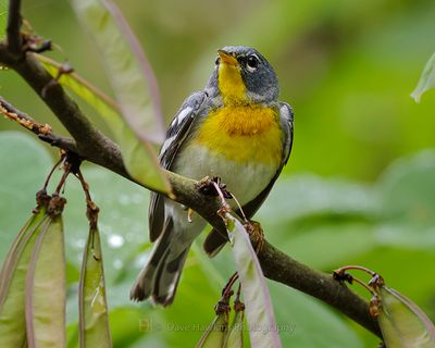 NORTHERN PARULA