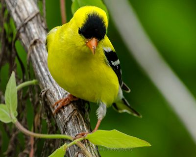 AMERICAN GOLDFINCH