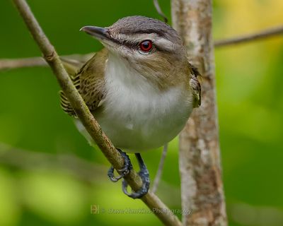 RED-EYED VIREO