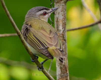 RED-EYED VIREO