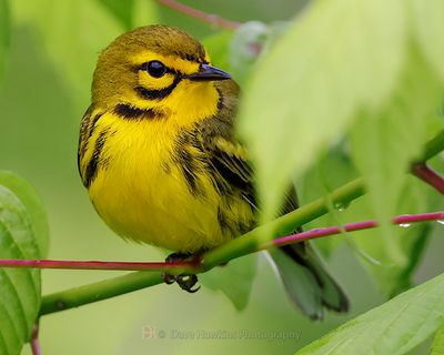 PRAIRIE WARBLER