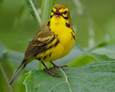 PRAIRIE WARBLER
