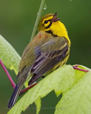 PRAIRIE WARBLER