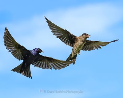 PURPLE MARTIN