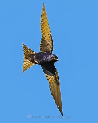 PURPLE MARTIN