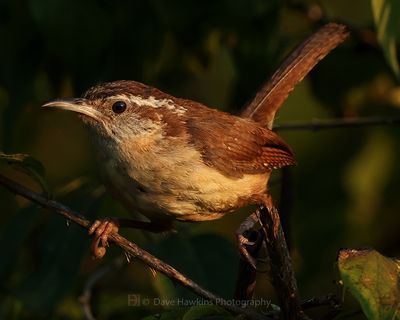 CAROLINA WREN