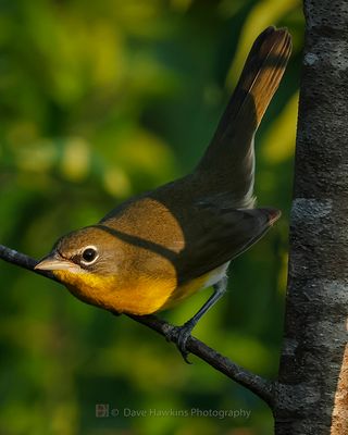 YELLOW-BREASTED CHAT