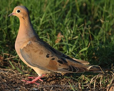 MOURNING DOVE