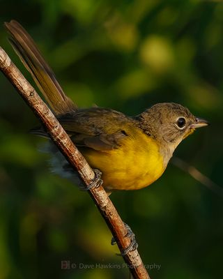 YELLOW-BREASTED CHAT