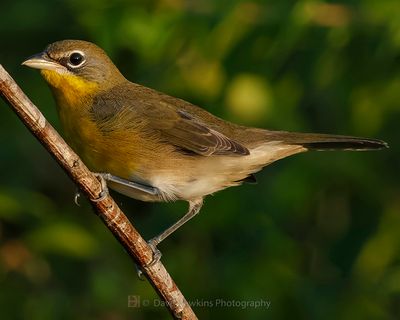 YELLOW-BREASTED CHAT