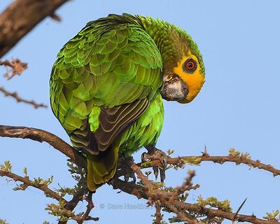 YELLOW-FRONTED PARROT