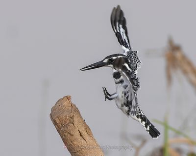 PIED KINGFISHER