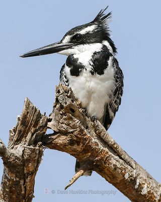 PIED KINGFISHER