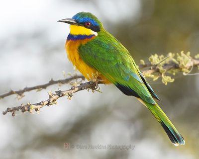 BLUE-BREASTED BEE-EATER