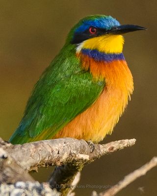 BLUE-BREASTED BEE-EATER