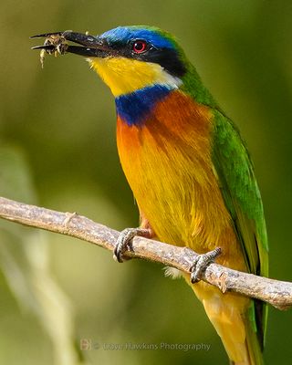 BLUE-BREASTED BEE-EATER