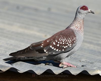 SPECKLED PIGEON