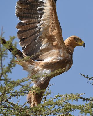 TAWNY EAGLE