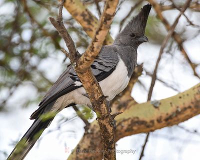 WHITE-BELLIED GO-AWAY-BIRD