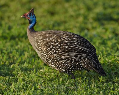 HELMETED GUINEAFOWL