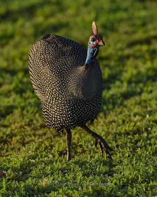 HELMETED GUINEAFOWL