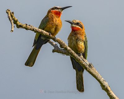 WHITE-FRONTED BEE-EATER