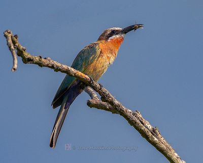 WHITE-FRONTED BEE-EATER