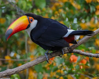 TOCO TOUCAN