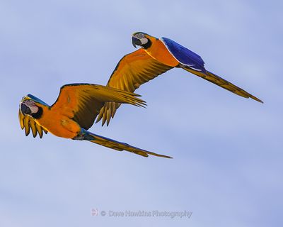 BLUE AND YELLOW MACAW