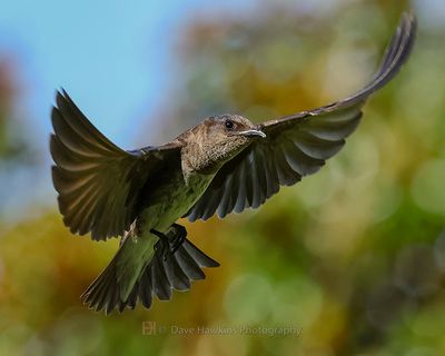 PURPLE MARTIN ♀