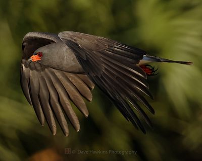SNAIL KITE ♂