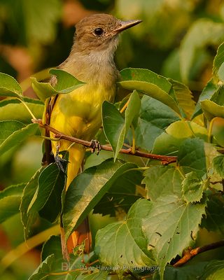 GREAT-CRESTED FLYCATCHER