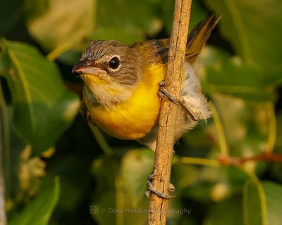 YELLOW-BREASTED CHAT