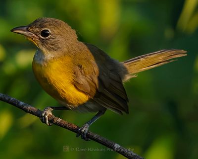 YELLOW-BREASTED CHAT