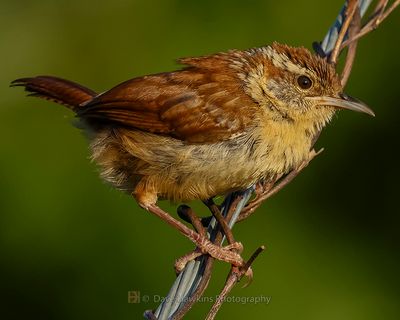 CAROLINA WREN