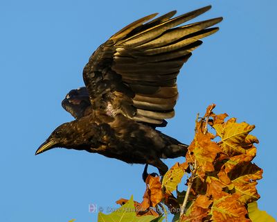 AMERICAN CROW