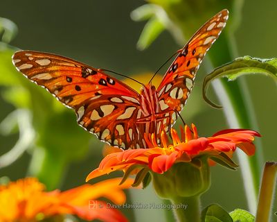 GULF FRITILLARY